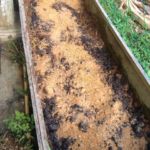 EM活性液散布後